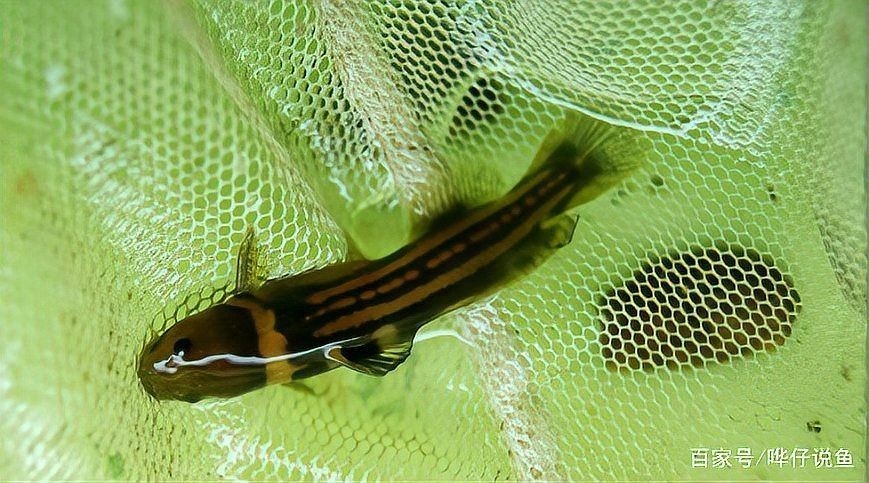 光唇魚有攻擊性嗎，唇魚具攻擊性