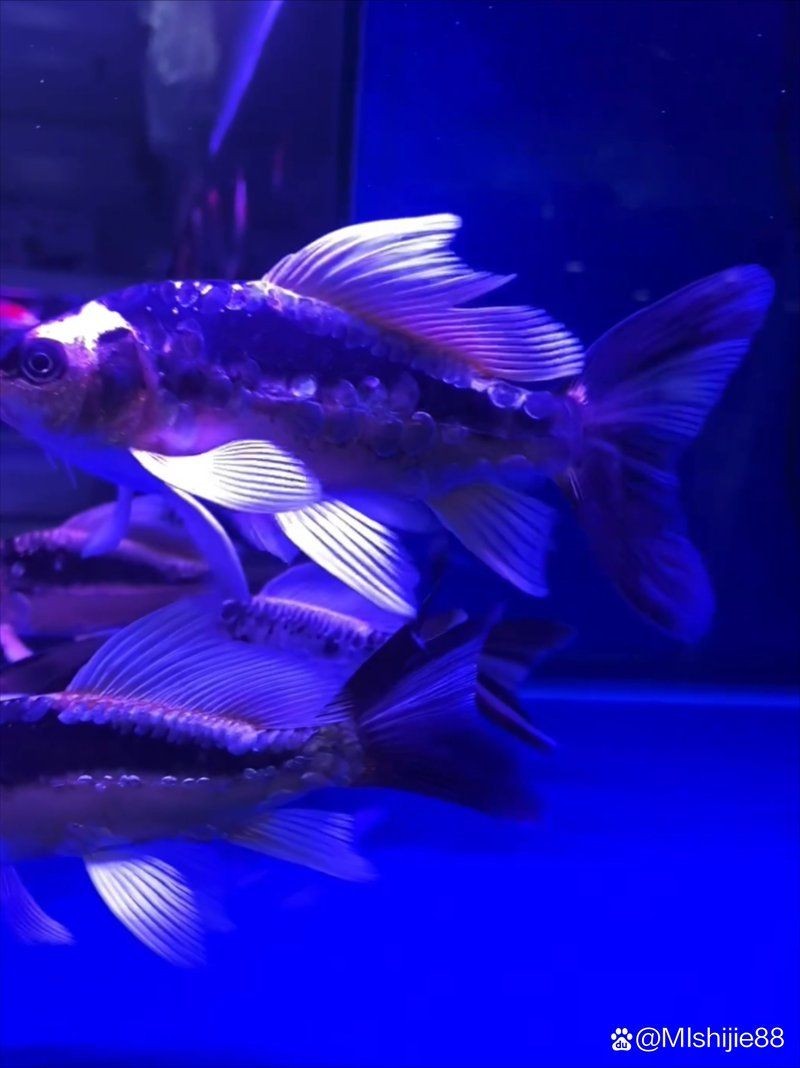 樂山水族批發市場，直白型，樂山·水族批發集散地，吸睛型，探秘樂山水族批發王國！，簡約型，