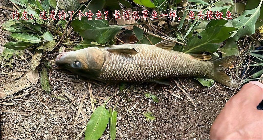 勾嘴魚簡介，科普風，探秘勾嘴魚，靈動風，趣識勾嘴魚，直白風，走進勾嘴魚世界