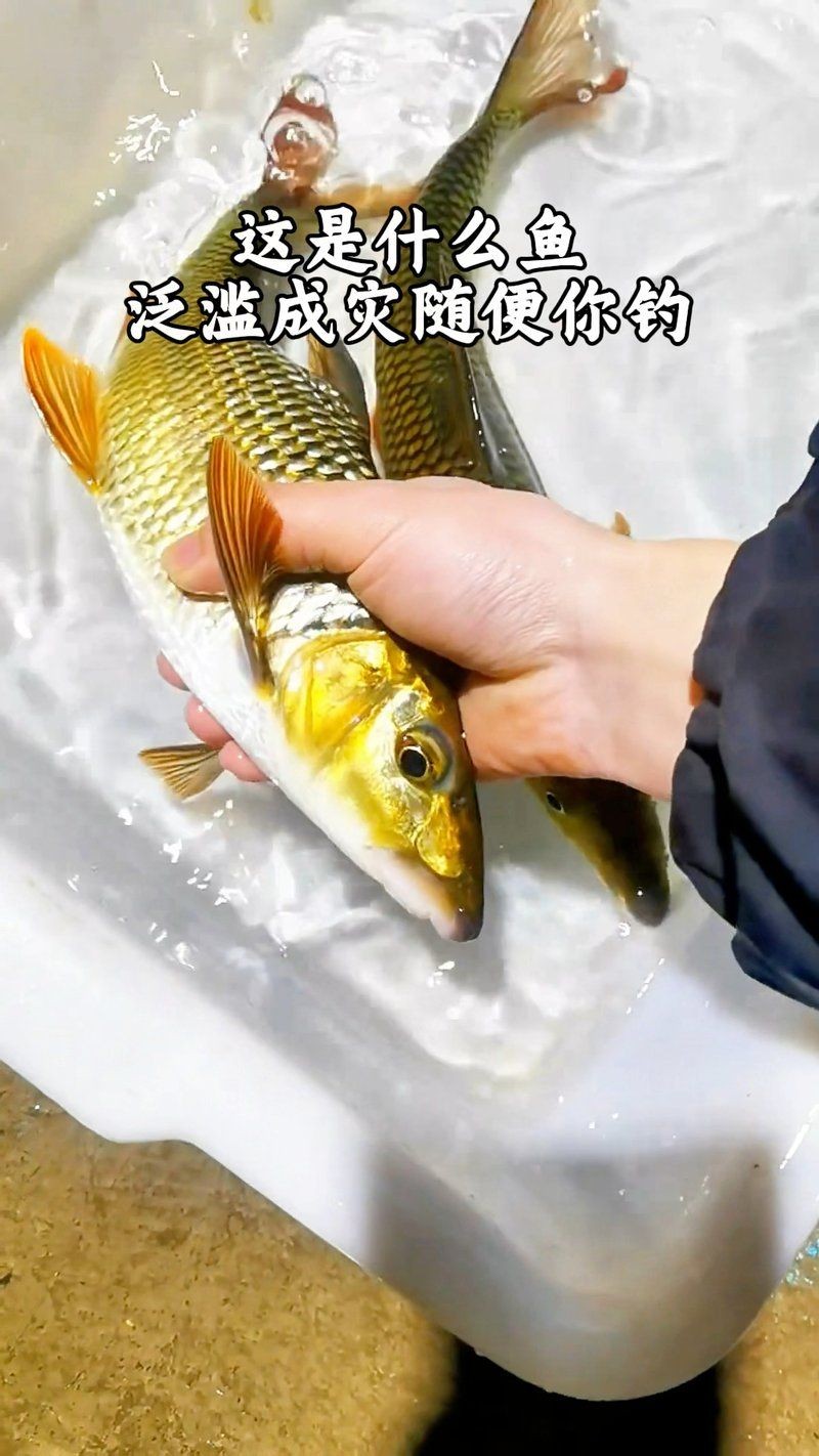 勾嘴魚簡介，科普風，探秘勾嘴魚，靈動風，趣識勾嘴魚，直白風，走進勾嘴魚世界