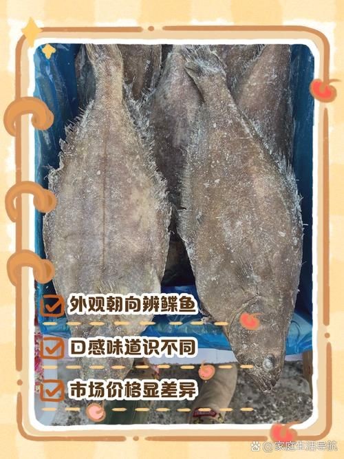 假鰈魚和真鰈魚圖片