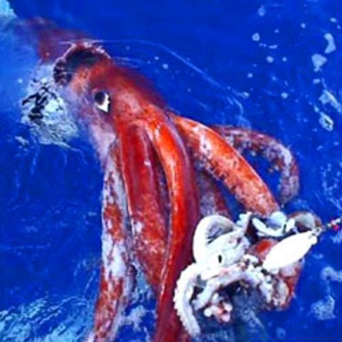 巨型章魚vs大王烏賊 巨型章魚vs大王烏賊 龍魚百科 第2張