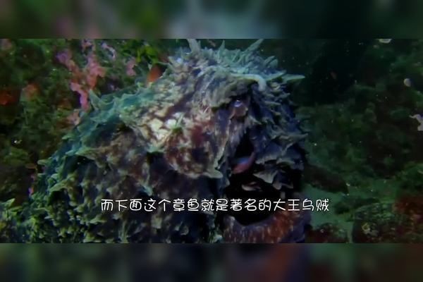 巨型章魚vs大王烏賊 巨型章魚vs大王烏賊 龍魚百科 第11張