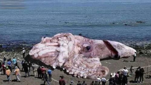 巨型章魚vs大王烏賊 巨型章魚vs大王烏賊 龍魚百科 第4張