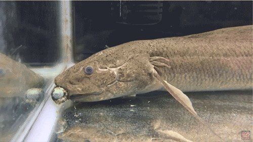 含肺魚的天敵 含肺魚的天敵 全國水族館企業(yè)名錄 第6張
