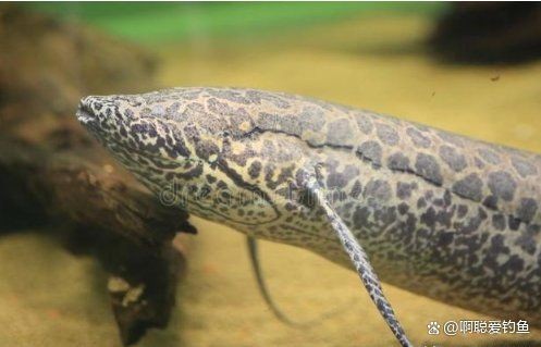 含肺魚的天敵 含肺魚的天敵 全國水族館企業(yè)名錄 第13張