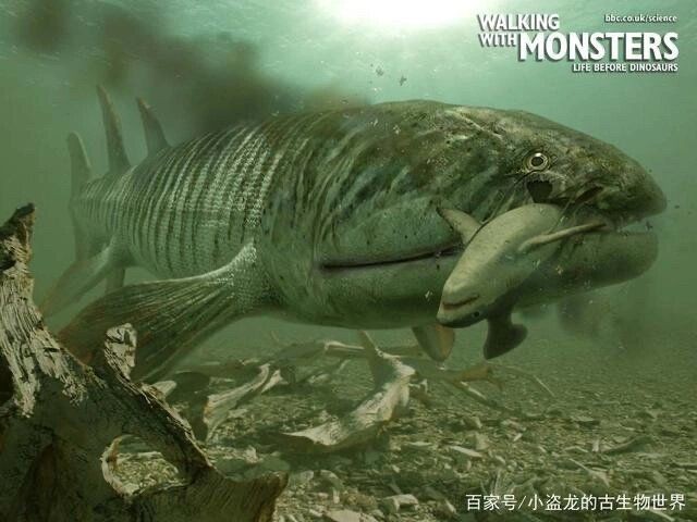含肺魚的天敵 含肺魚的天敵 全國水族館企業(yè)名錄 第2張