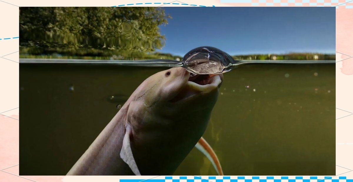 含肺魚的天敵 含肺魚的天敵 全國水族館企業(yè)名錄 第17張