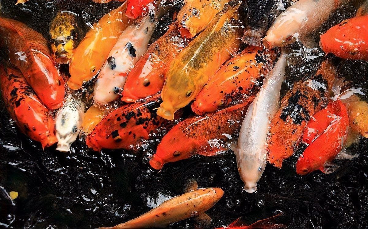 如何判斷魚有寄生蟲