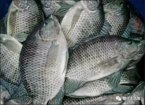 廣東福壽魚是什么魚