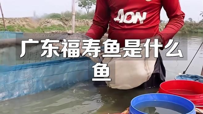 廣東福壽魚是什么魚