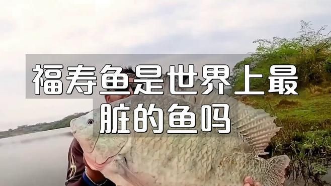 廣東福壽魚是什么魚