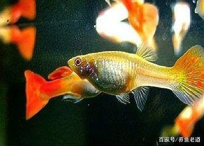撿漏老板的淘汰魚