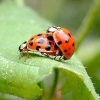 60缸十大最建議買的魚