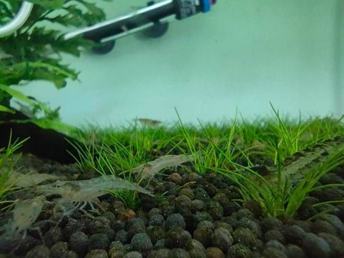 吉印是什么意思 龍魚論壇 第8張 吉印是什么意思 吉印是什么意思 龍魚論壇 第8張