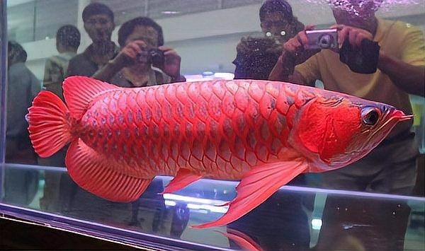 最貴紅龍魚價格及圖片