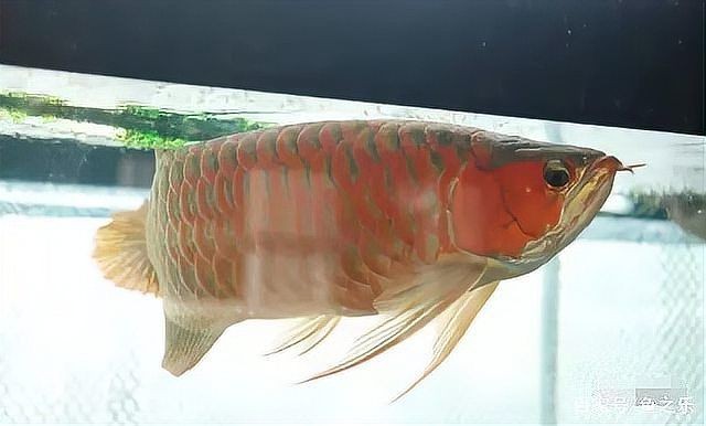 最漂亮的紅龍圖片