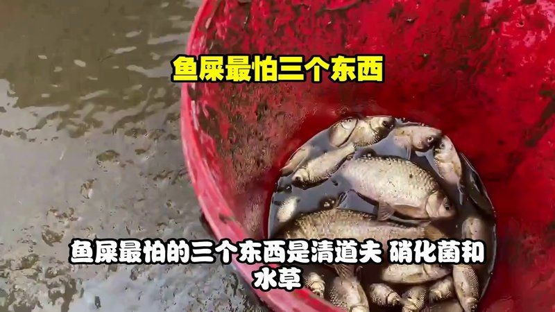 廣東豬鼻子魚最怕三個東西