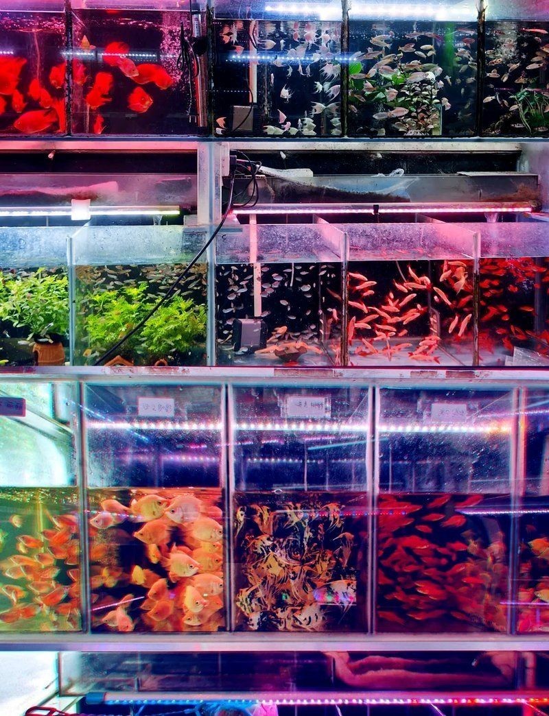 東莞魚缸店 全國水族館企業(yè)名錄 第5張 東莞魚缸店 東莞魚缸店 全國水族館企業(yè)名錄 第5張