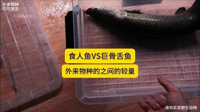 巨骨舌魚vs食人魚視頻