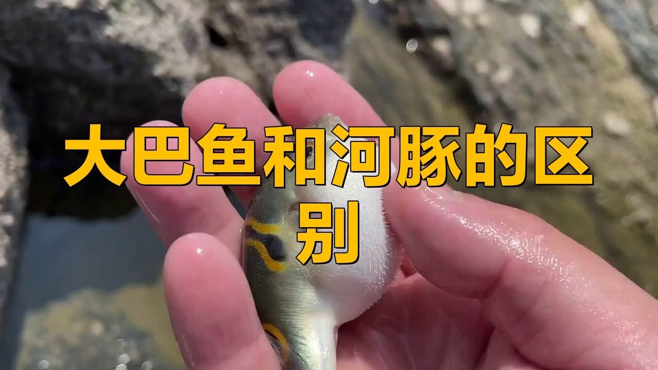 河豚和小巴魚的區(qū)別