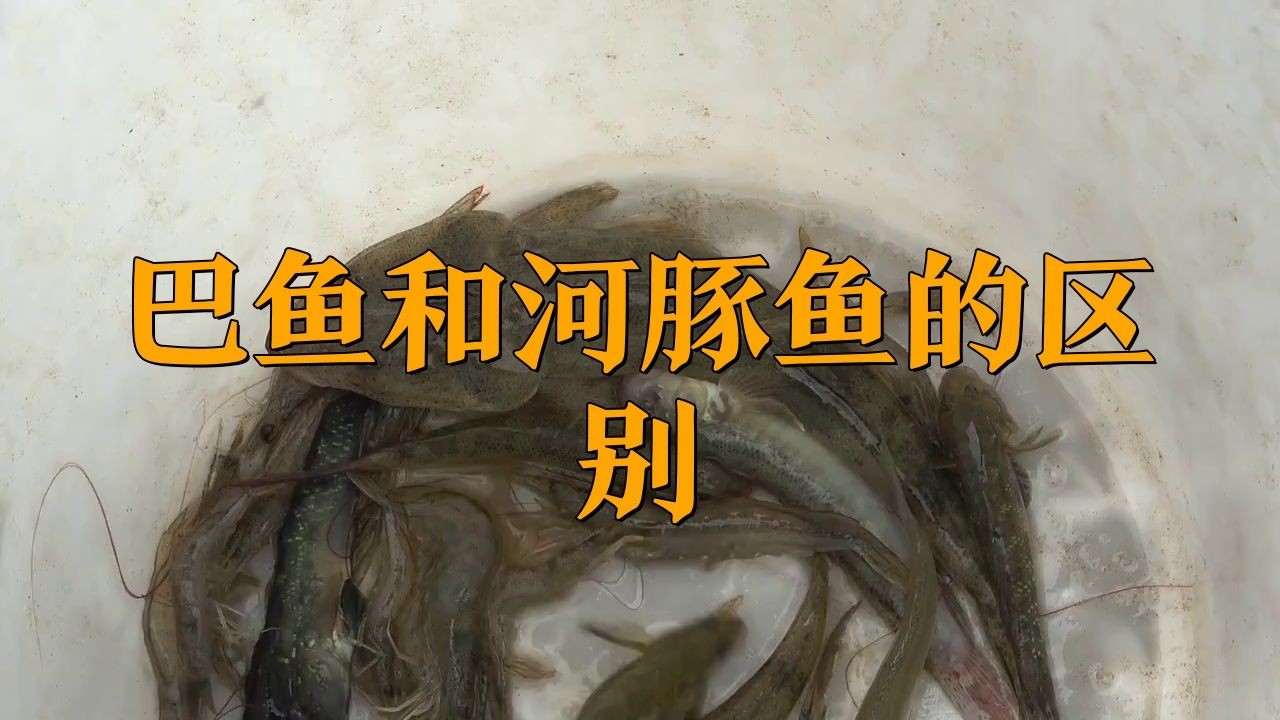 河豚和小巴魚的區(qū)別