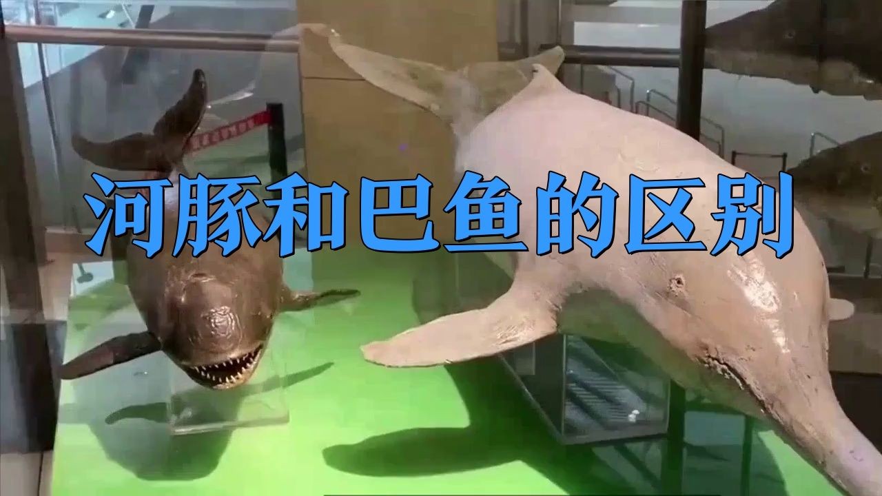 河豚和小巴魚的區(qū)別