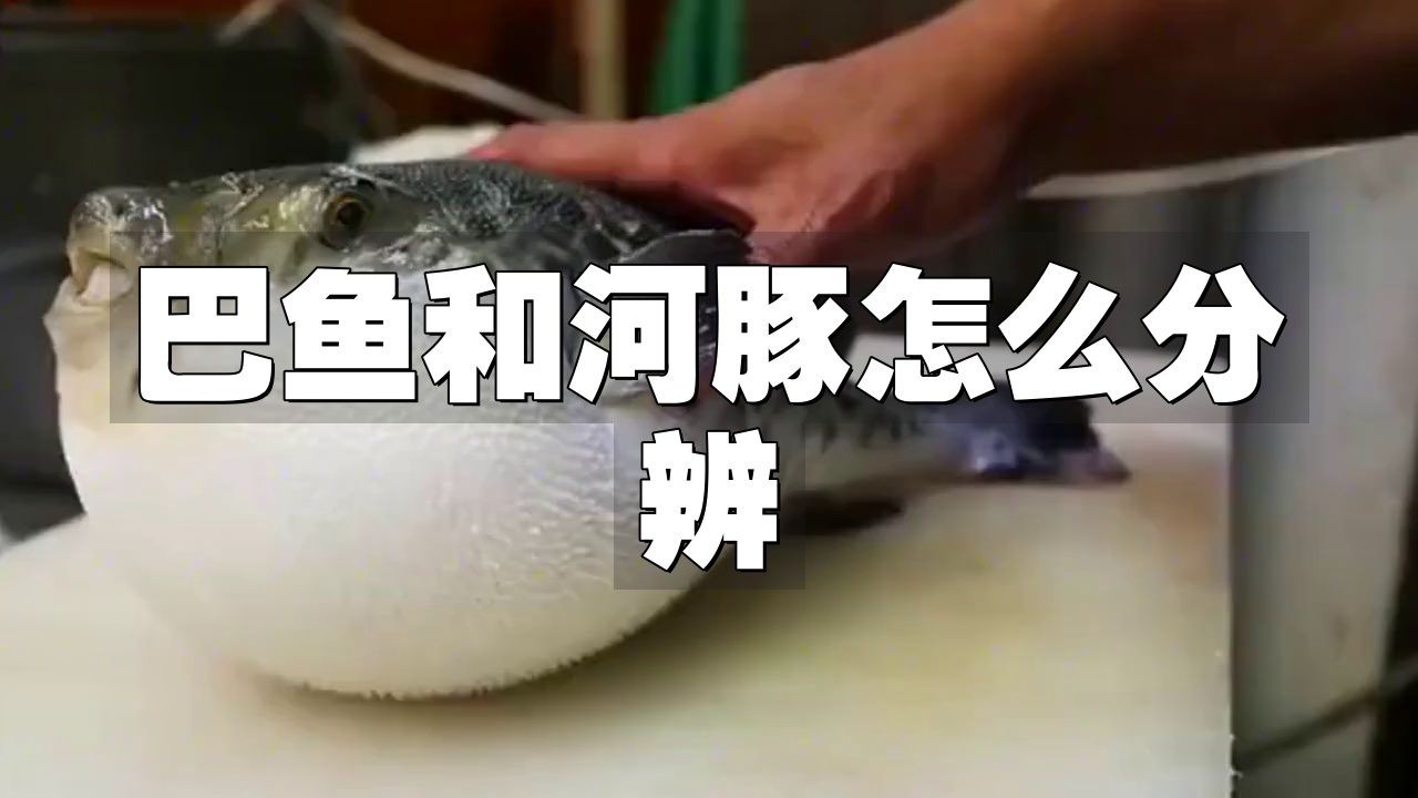 河豚和小巴魚的區(qū)別