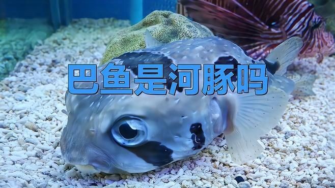 河豚和小巴魚的區(qū)別