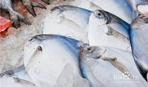 河豚和小巴魚的區(qū)別