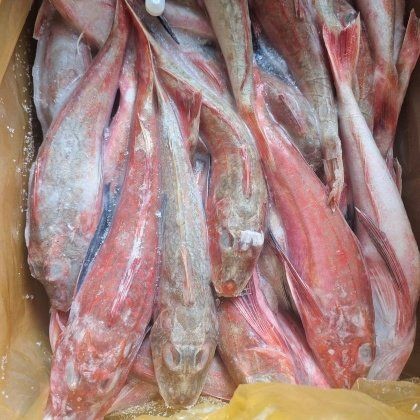 和尚魚市場價(jià)今日價(jià)
