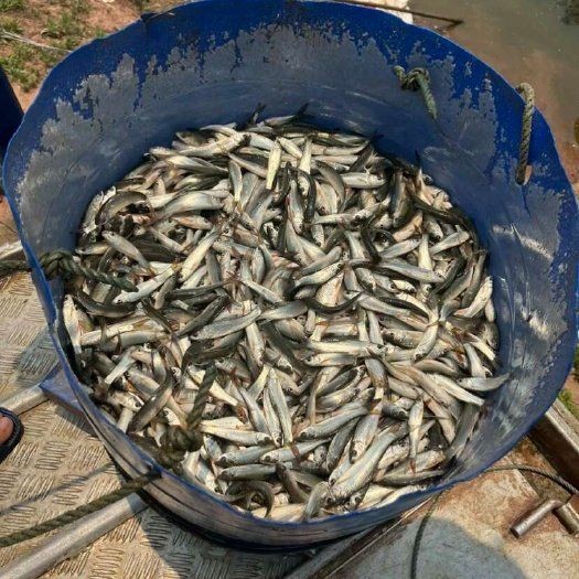 和尚魚市場價今日價 和尚魚市場價今日價 龍魚論壇 第4張