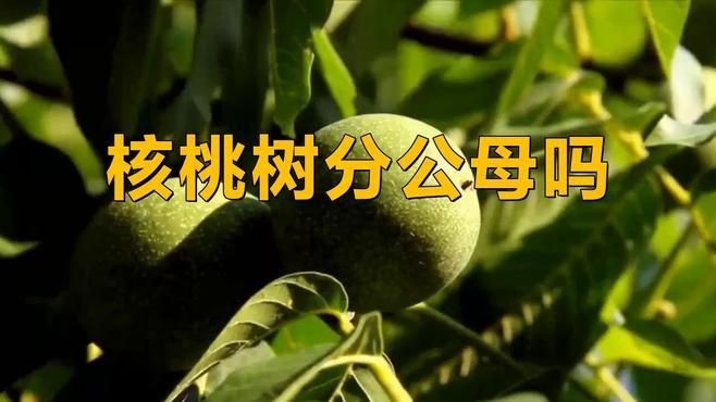 核桃有公母分別嗎