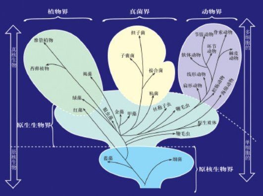 界、門、綱、目、科、屬、種
