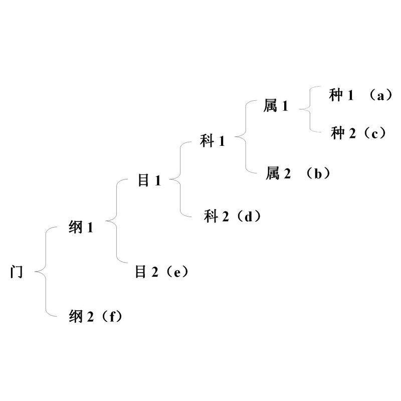 界、門(mén)、綱、目、科、屬、種
