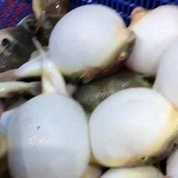 河豚一斤多少元