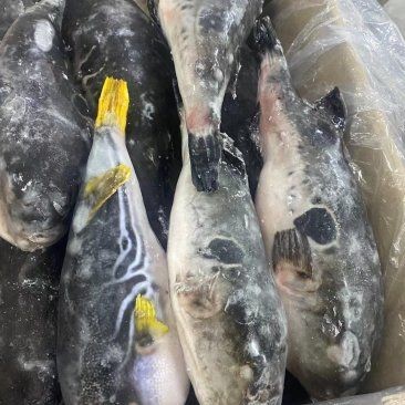 河豚一斤多少元