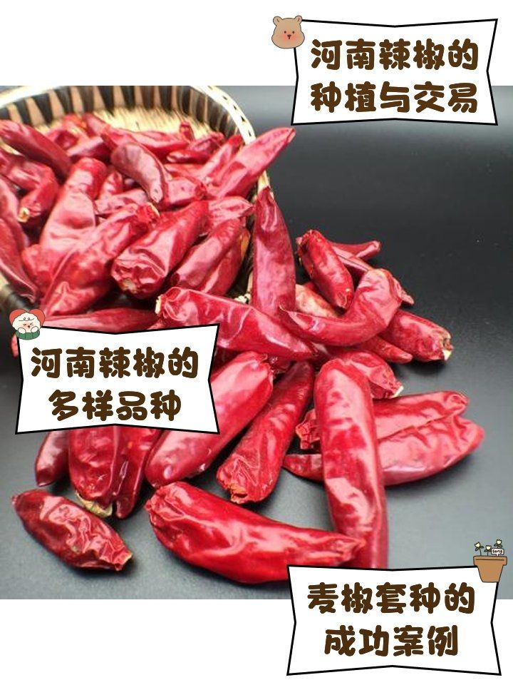 河南辣椒品種