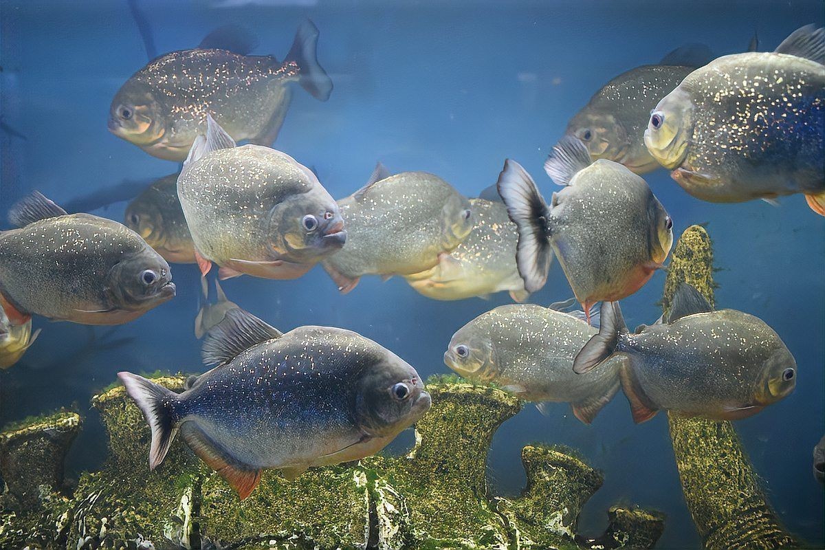 公魚怎么讓母魚懷孕