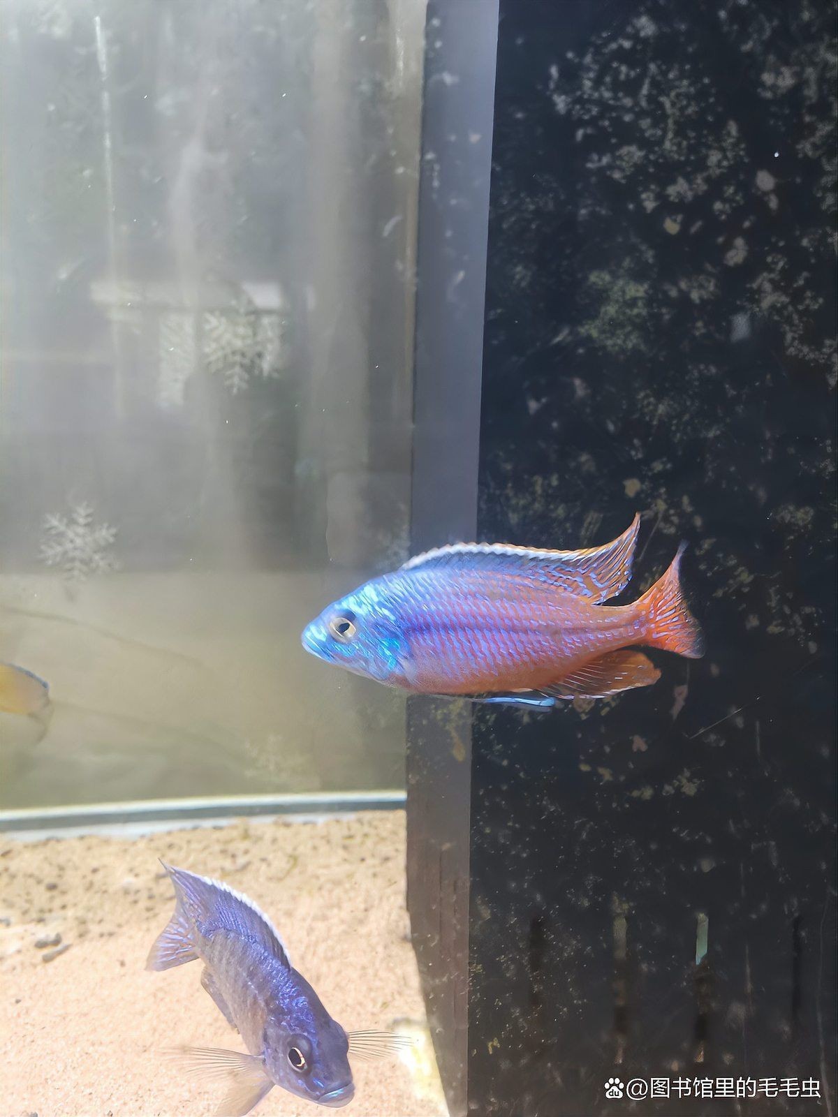 公魚怎么讓母魚懷孕