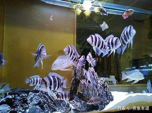 公魚怎么讓母魚懷孕