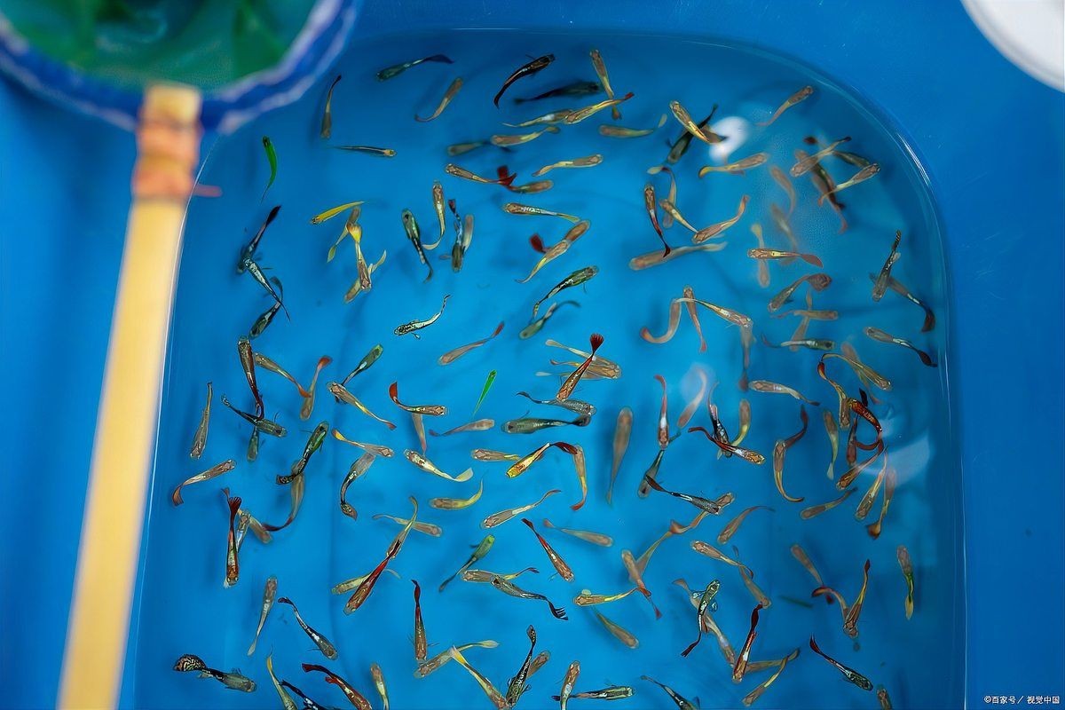 公魚怎么讓母魚懷孕