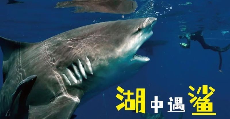 河里有鯊魚嗎