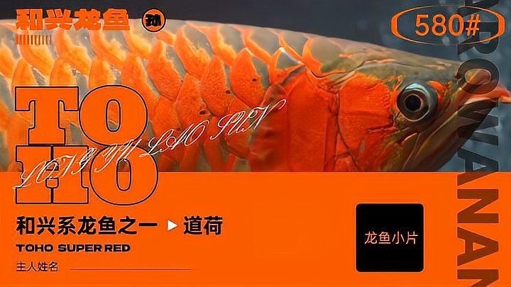 和興龍魚品牌有哪些