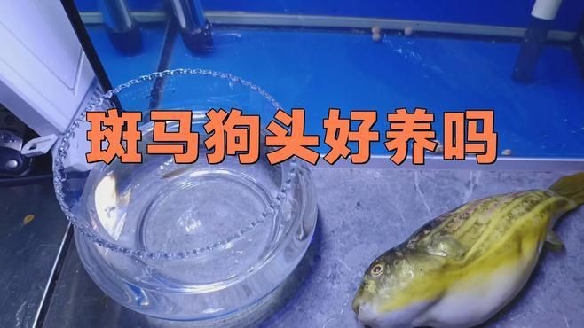 河豚和斑馬狗頭魚的區別