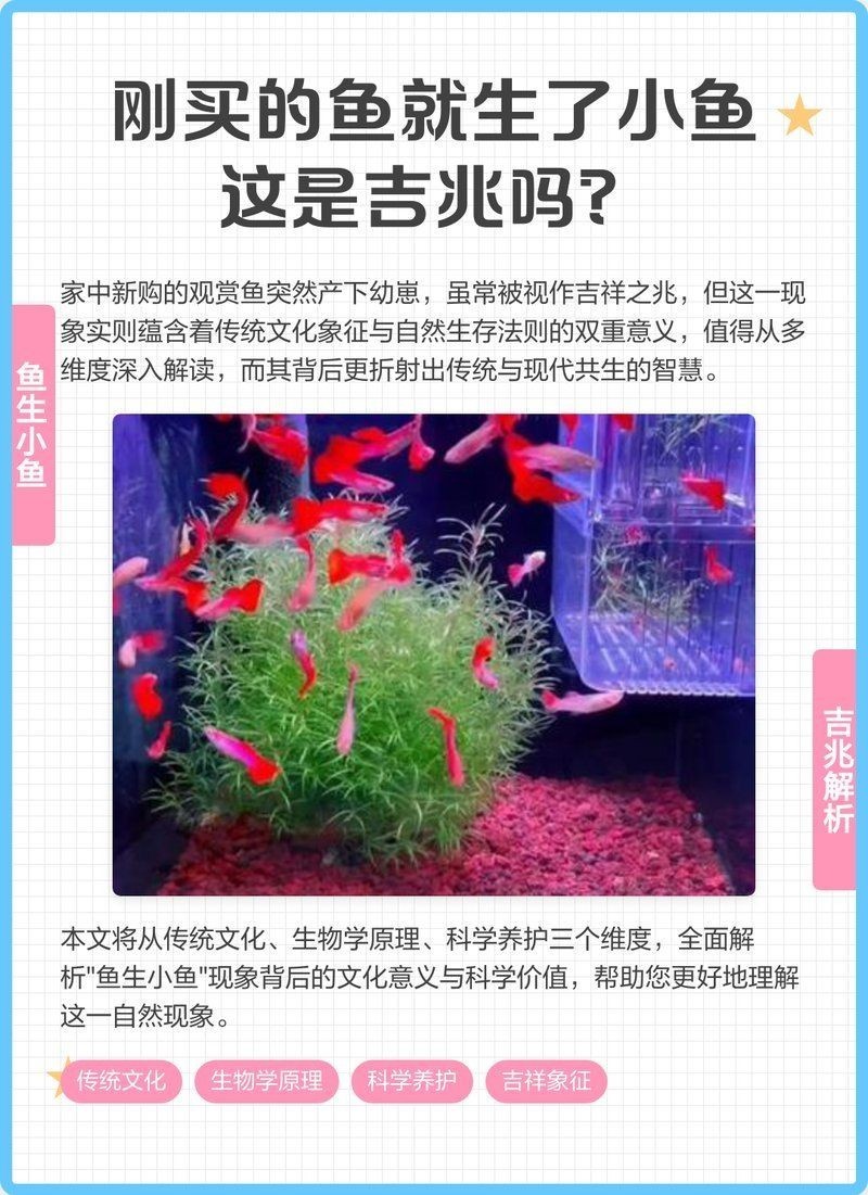 剛買回來魚下崽了寓意
