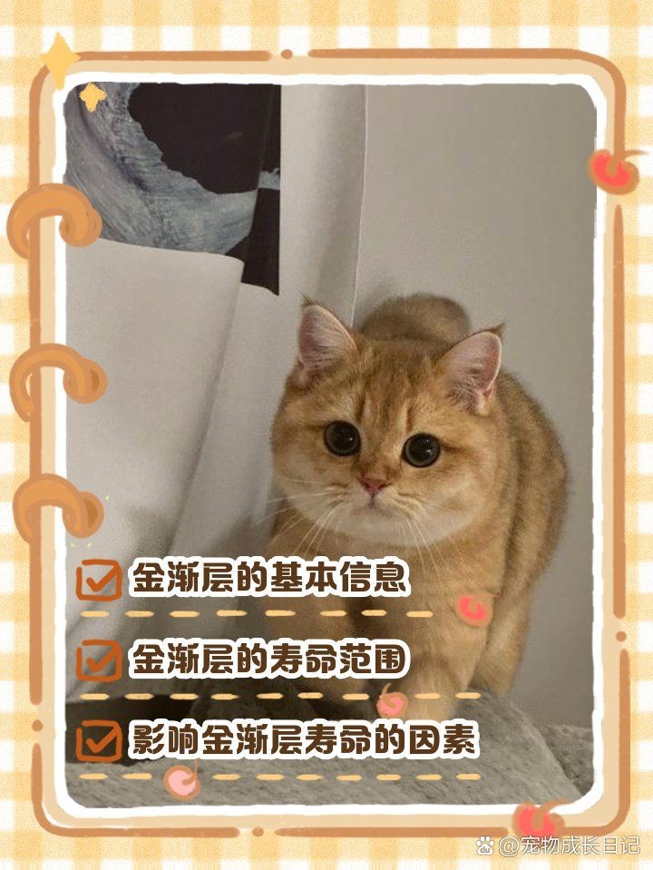 招財(cái)貓魚壽命一般有多長