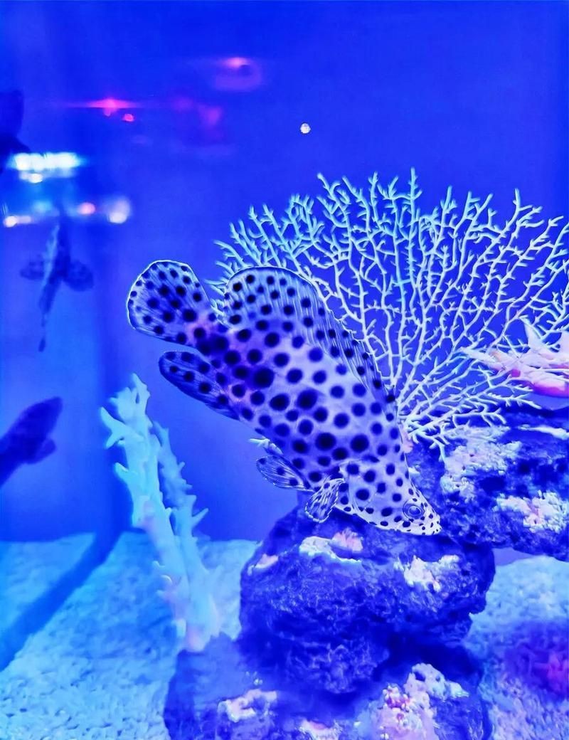 東營水族店