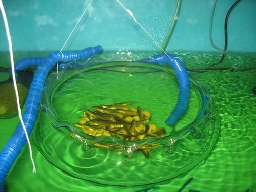 1到2厘米的金龍魚幼苗圖片