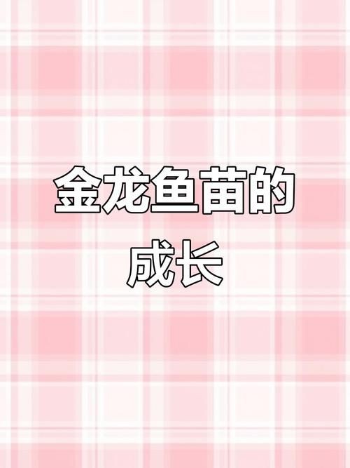 1到2厘米的金龍魚幼苗圖片